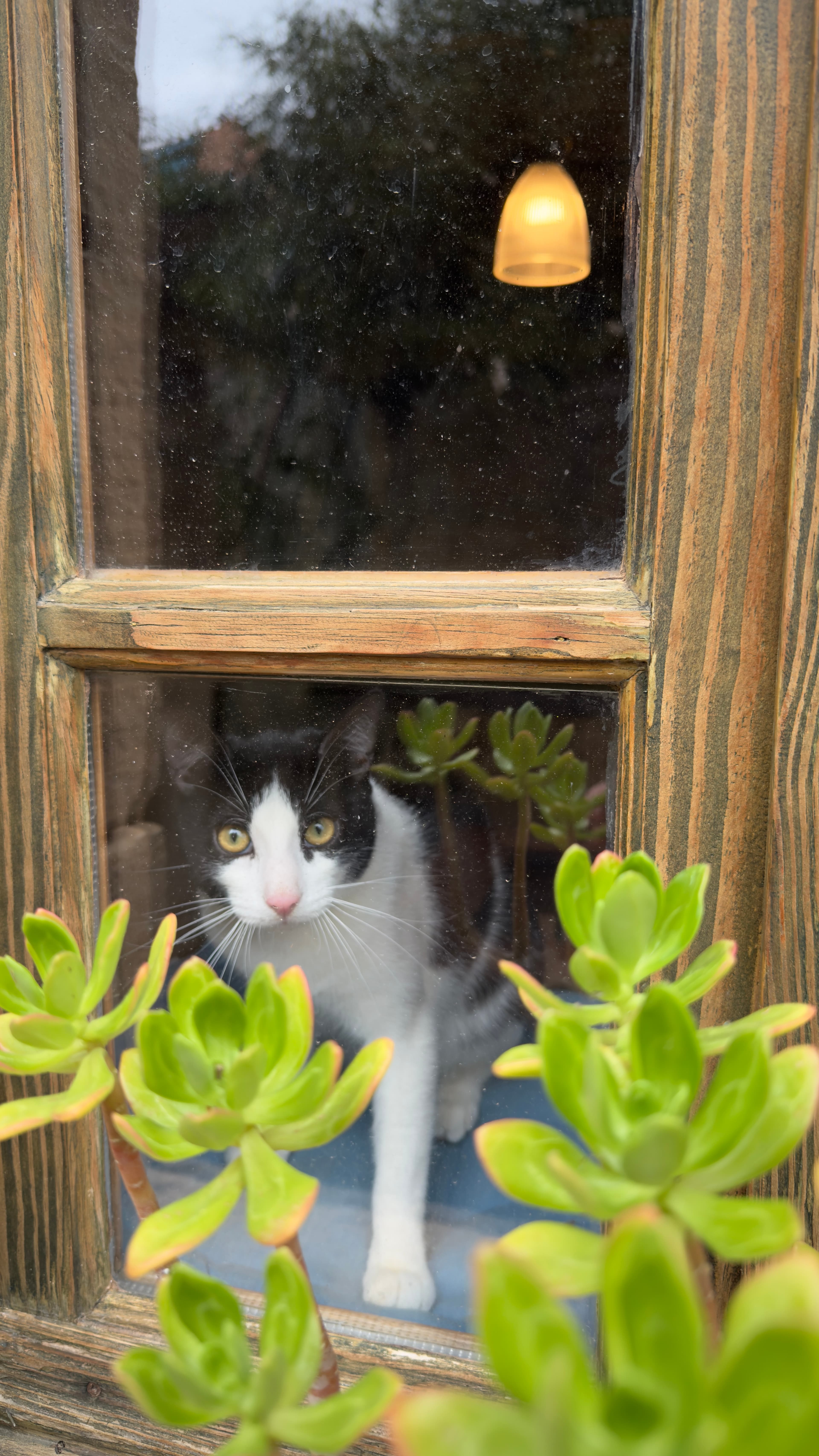 Village cat peeking through a wooden window among succulents