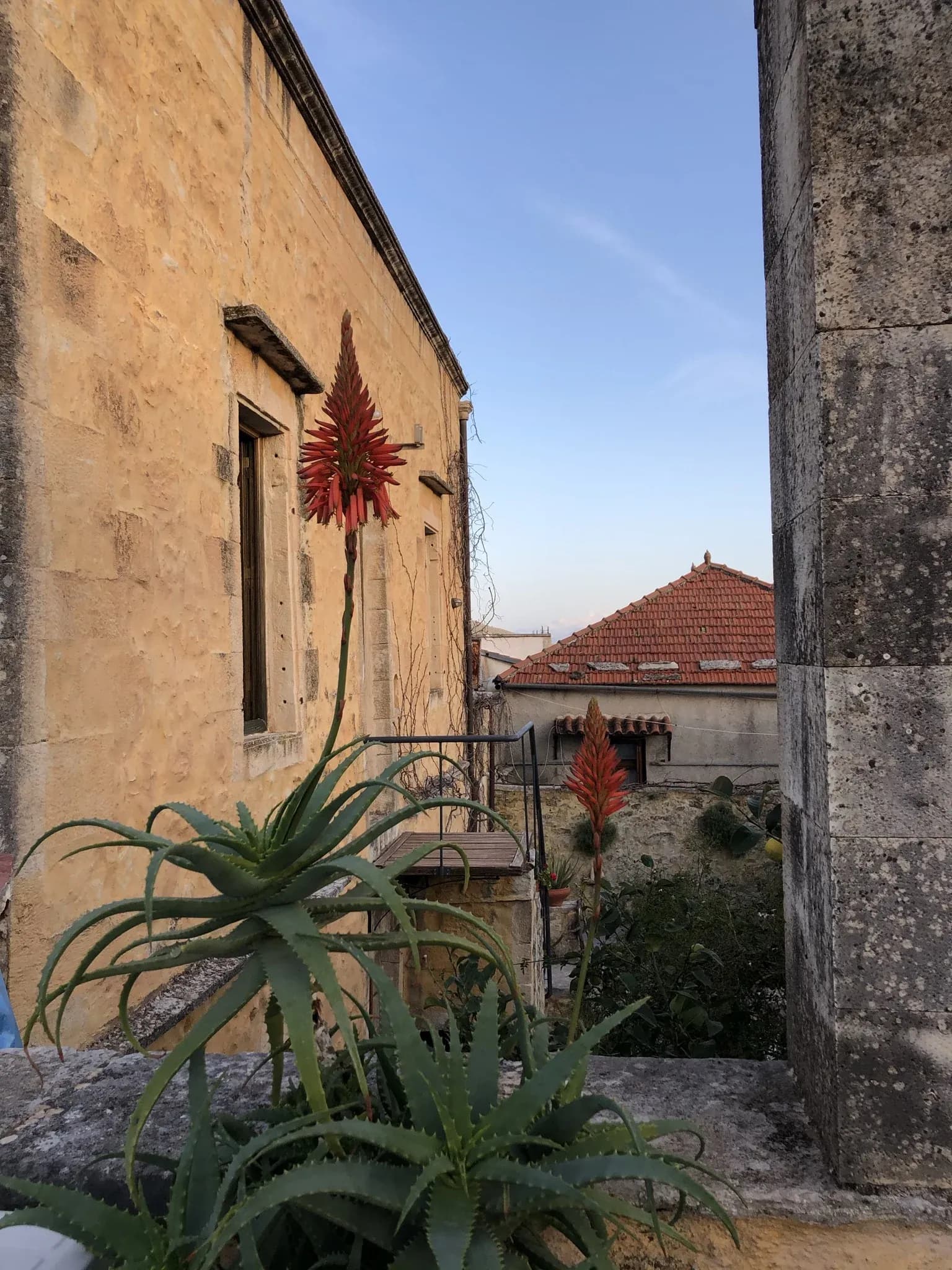 Blooming aloe vera with village rooftops and stone architecture