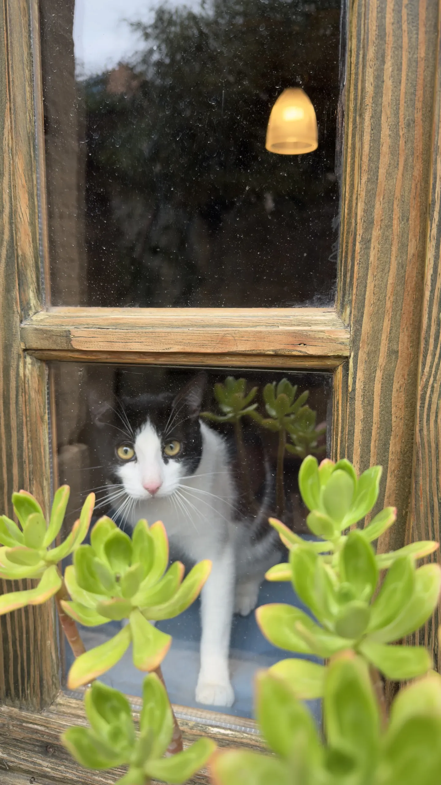 Village cat peeking through a wooden window among succulents