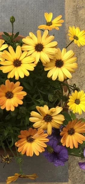 Bright daisies blooming in a village courtyard